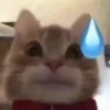 miau 21