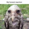 My honest reaction (by ) 19