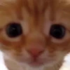 Мемные котики 9