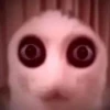 miau 24