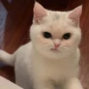 Мемные котики 10
