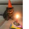 Мемные котики 11