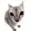 miau 25