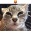 miau 26