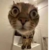 Мемные котики 12