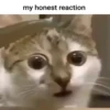 My honest reaction (by ) 25