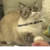 Mem :: 29