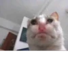 Мемные котики 15