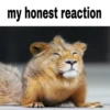 My honest reaction (by ) 26