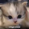 Kit >< ꒰ 𖥔 ִ ་ ꒱ 29
