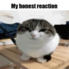 My honest reaction (by ) 27