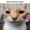miau 29