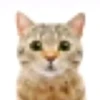 miau 30