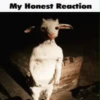 My honest reaction (by ) 30