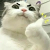 Мемные котики 17