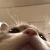 Kucing 5