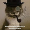 memy pró kotov (po rzhatí) 7