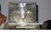 memy pró kotov (po rzhatí) 8