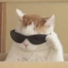 Kucing 9