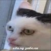 memy pró kotov (po rzhatí) 9