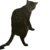 meow 5