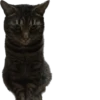 meow 6