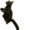 meow 7