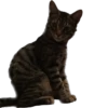 meow 8