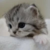 meow 5