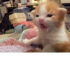 meow 6
