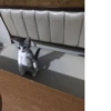 meow 7