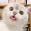 🌸 CUTE CAT 🌸 5