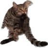 meow 9