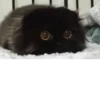Kittens 5