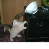 Kucing 11