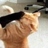 Kucing 12