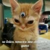memy pró kotov (po rzhatí) 13