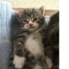 meow 8