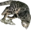 meow 10