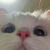 🌸 CUTE CAT 🌸 6