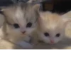 meow 9