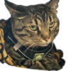 meow 11