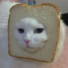 Kucing 14