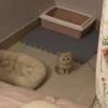 meow 10