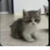 meow 11