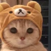 Kucing 15
