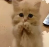 meow 12