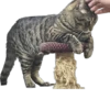 meow 13