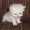 meow 13