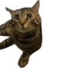 meow 14